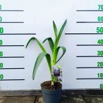 Okrasný cesnak (Allium) ´GLADIATOR´ výška 40-50 cm, kont. C2L